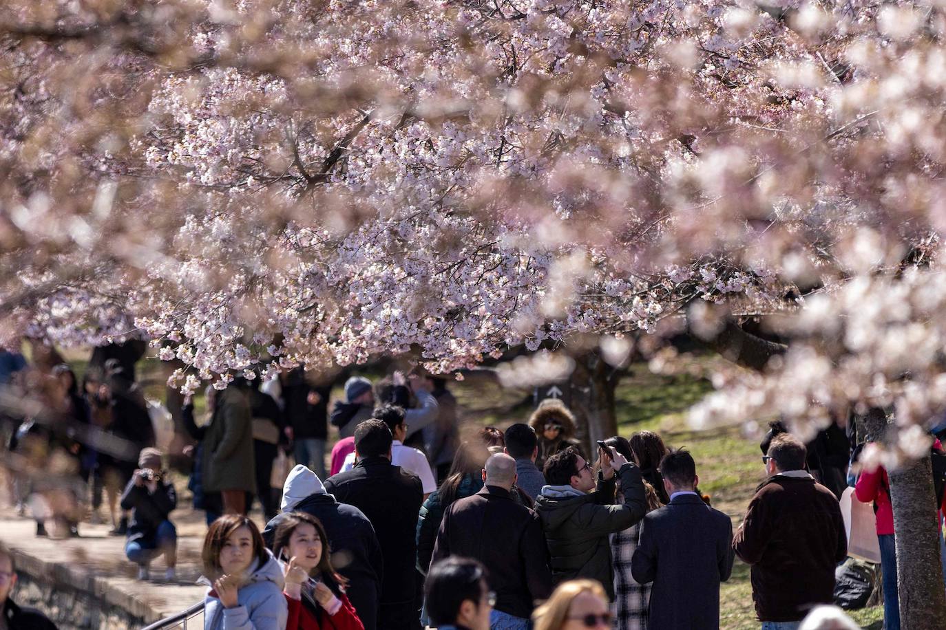 La belleza de los icónicos cerezos en flor de Washington