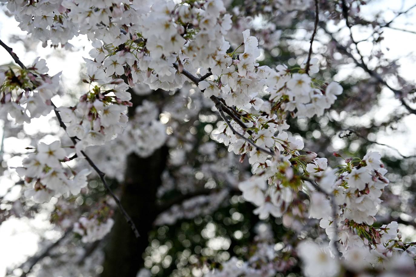 La belleza de los icónicos cerezos en flor de Washington