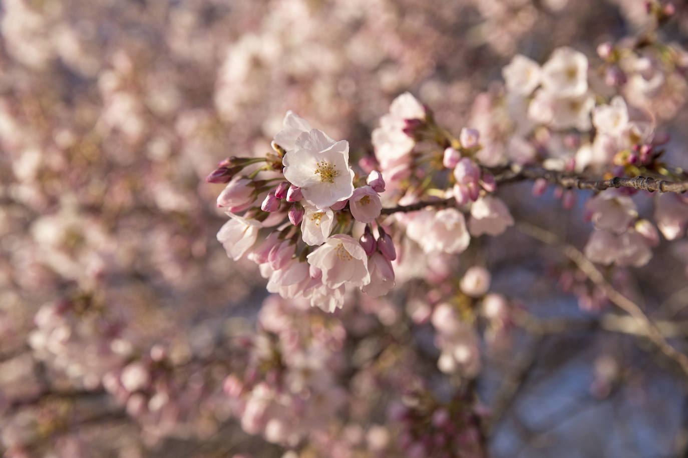 La belleza de los icónicos cerezos en flor de Washington