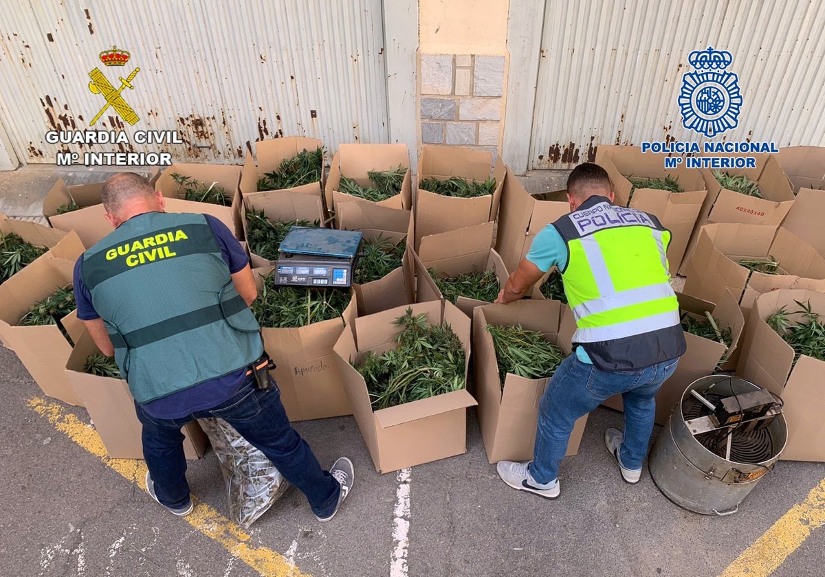 Desarticulada una banda que cultivaba marihuana en chalés de lujo en Valencia y Alicante