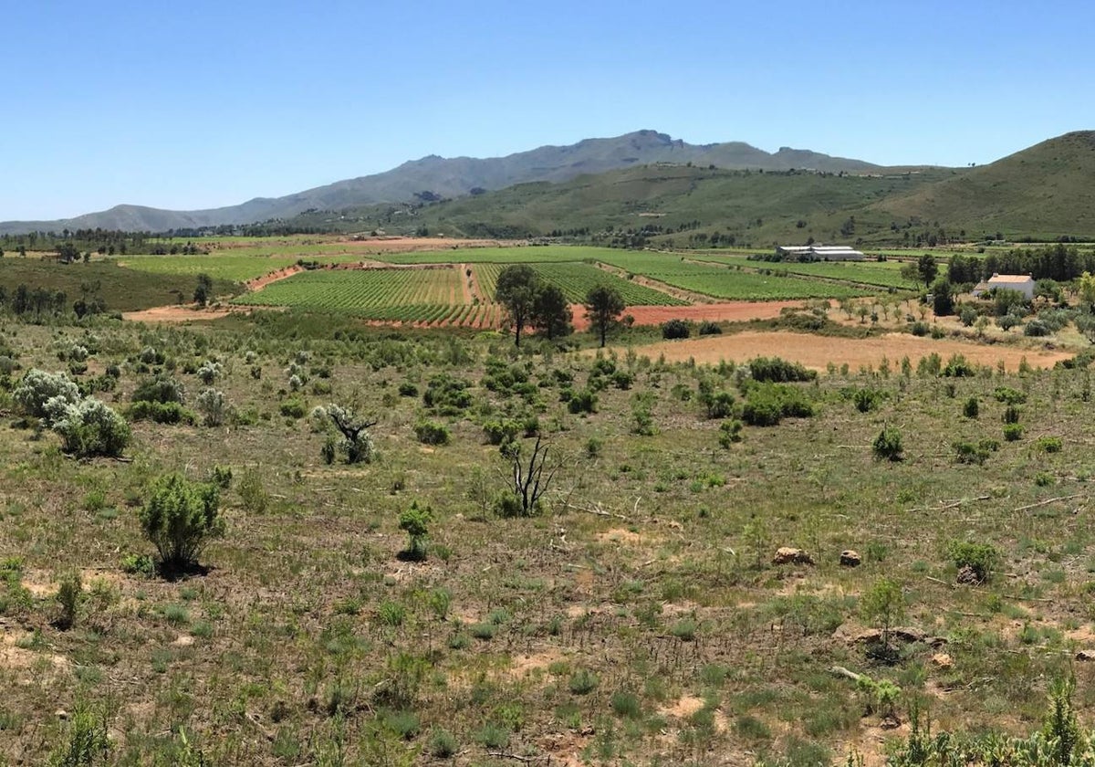 Vista del paisaje mosaico en Yátova.