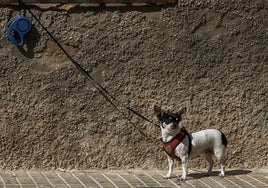 Ley Animal: la nueva multa por dejar a tu perro  atado en la calle