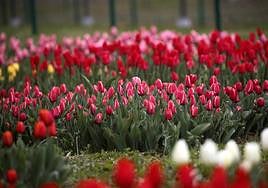 Espectáculo de color en el jardín de tulipanes más grande de Asia