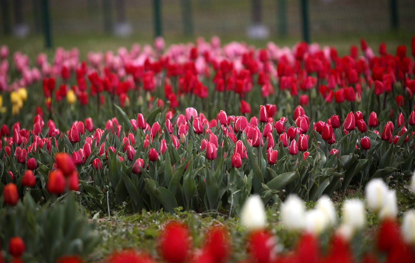 Espectáculo de color en el jardín de tulipanes más grande de Asia
