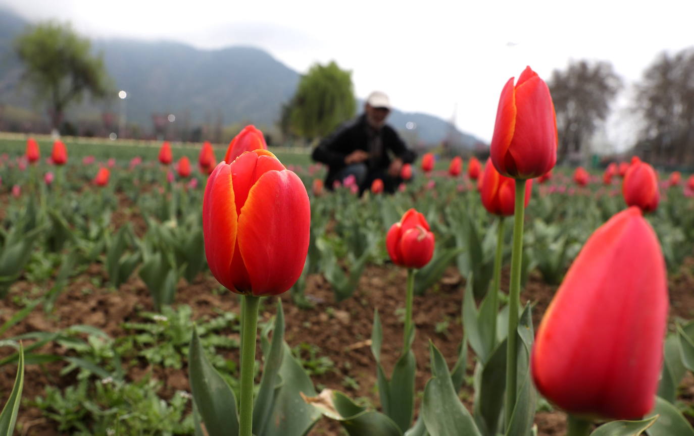 Espectáculo de color en el jardín de tulipanes más grande de Asia