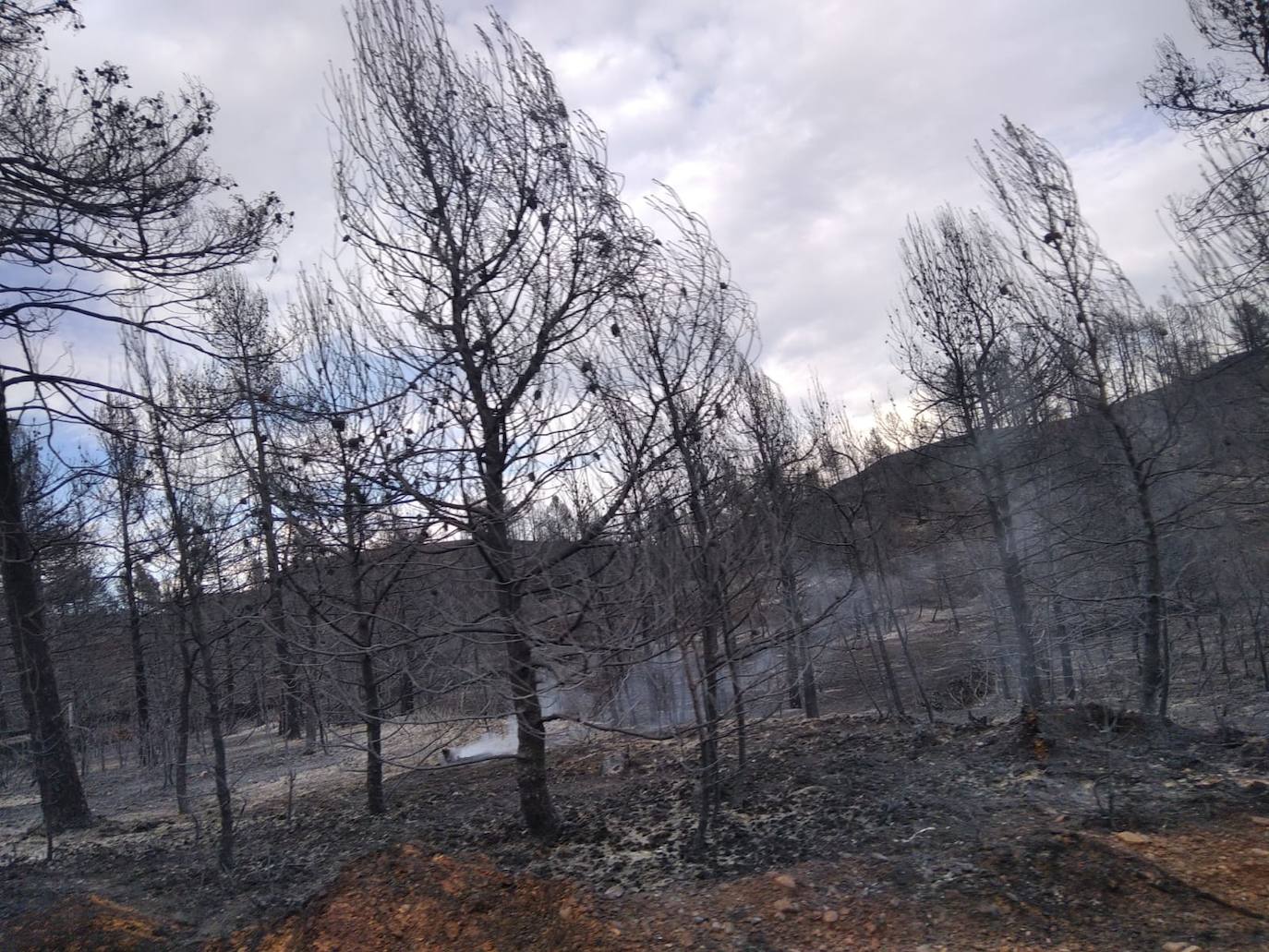 Incendio forestal en Villanueva de Viver