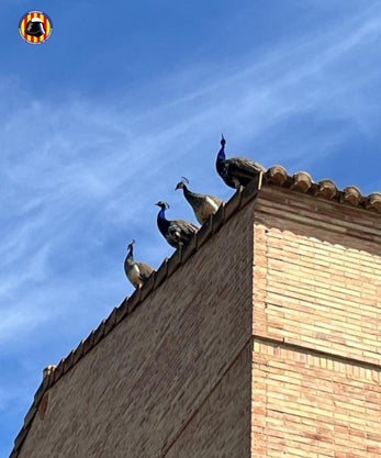 Imagen secundaria 2 - Las aves en distintas imágenes y un efectivo de Bomberos rescatando a una. 