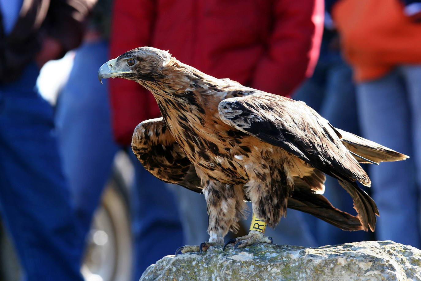 Águila imperial ibérica | El ave que escapó 'por las plumas' de la  extinción | Las Provincias