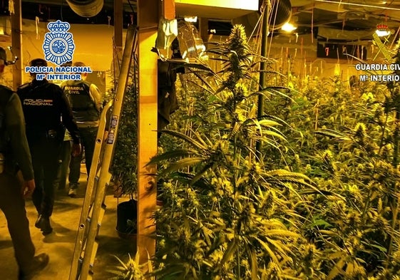 Agentes de la Policía Nacional inspeccionan la plantación de marihuana descubierta en Elda.