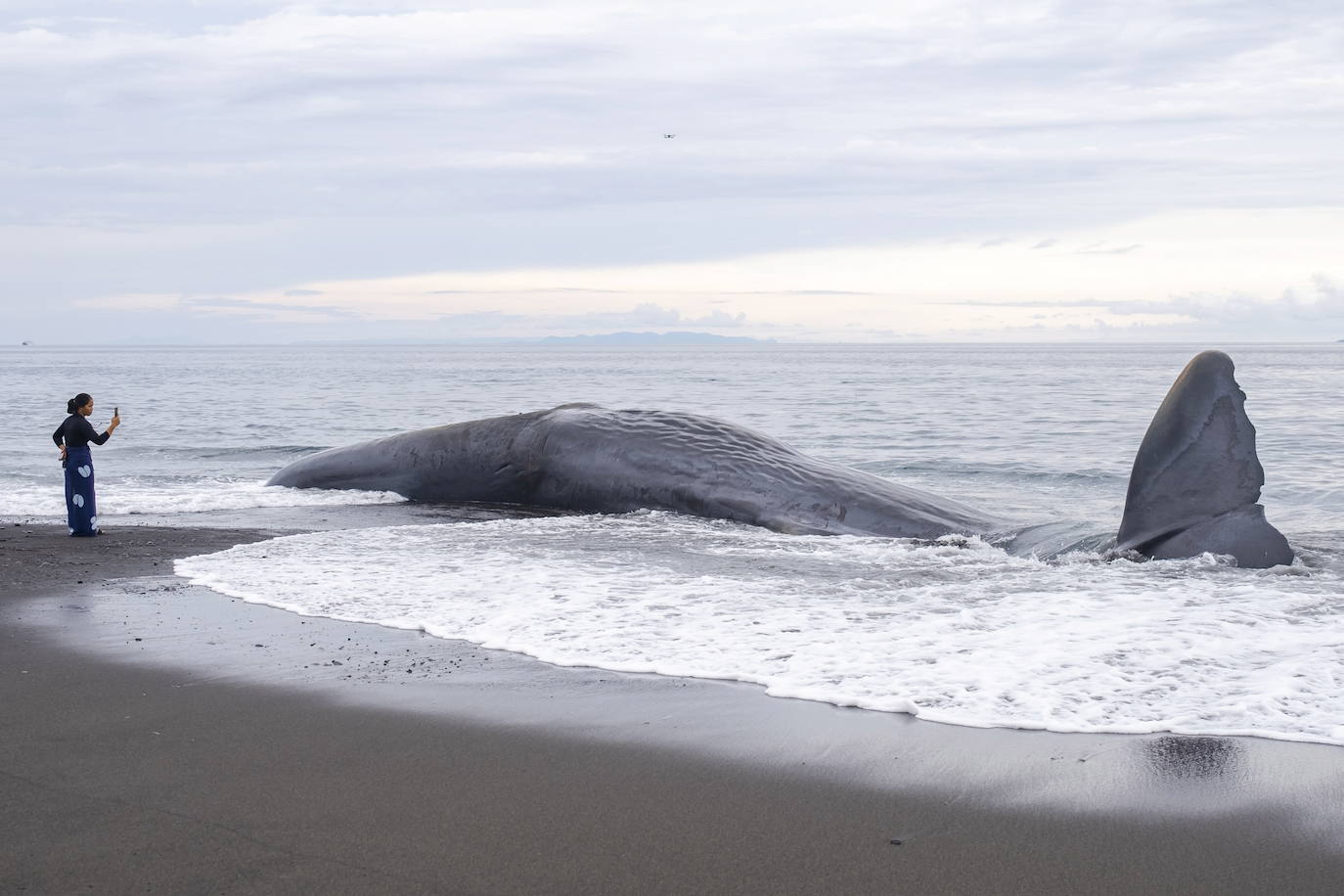 Encuentran el cadaver de una ballena en una playa de Bali, Indonesia