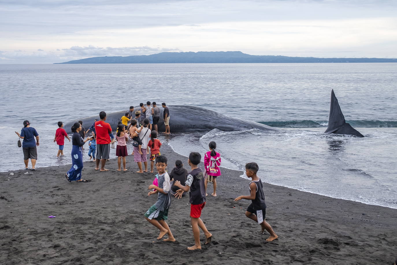 Encuentran el cadaver de una ballena en una playa de Bali, Indonesia