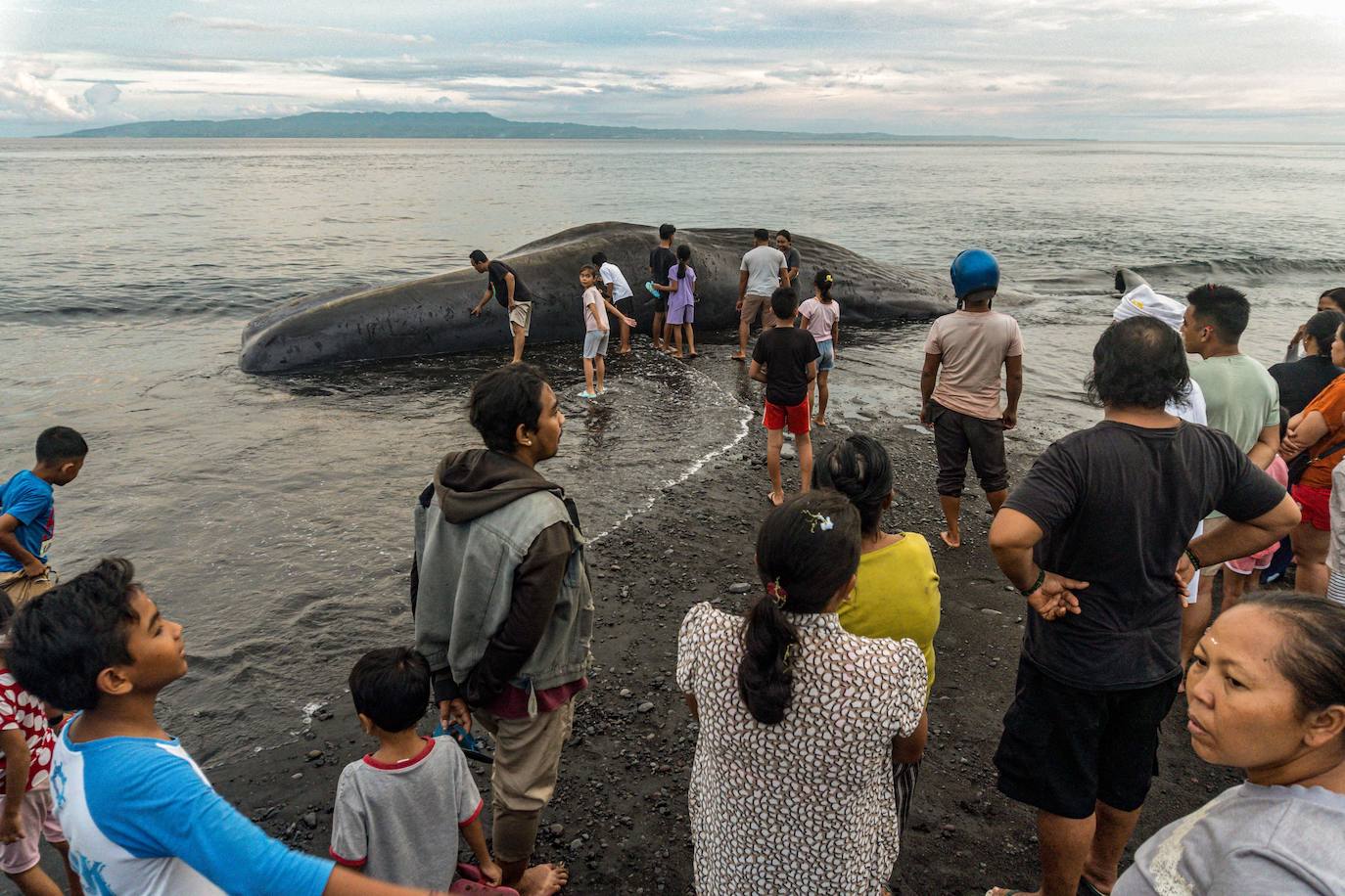 Encuentran el cadaver de una ballena en una playa de Bali, Indonesia