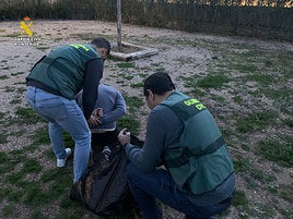 Agentes de la Guardia Civil arrestan al hombre que cultivaba marihuana en un piso de Silla.