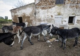 Varios de los burros en sus instalaciones de Castellón.
