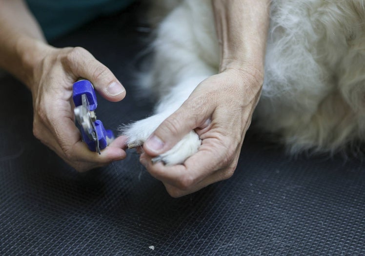 Corte de uñas a un perro en un local de Valencia.