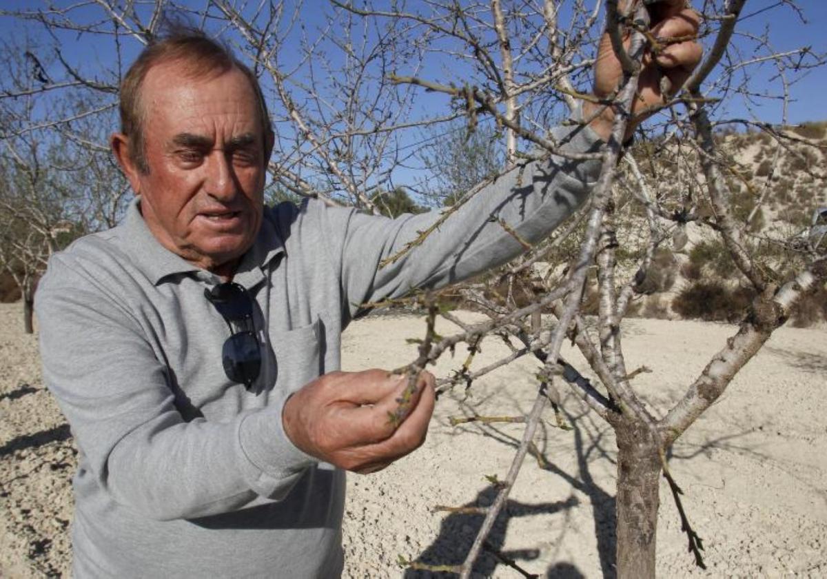 Un agricultor muestra los efectos de la falta de agua y el calor en sus almendros sin brotar.