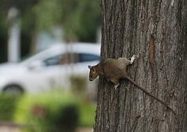 Una rata se pasea por un árbol de los jardines de Blasco Ibáñez.