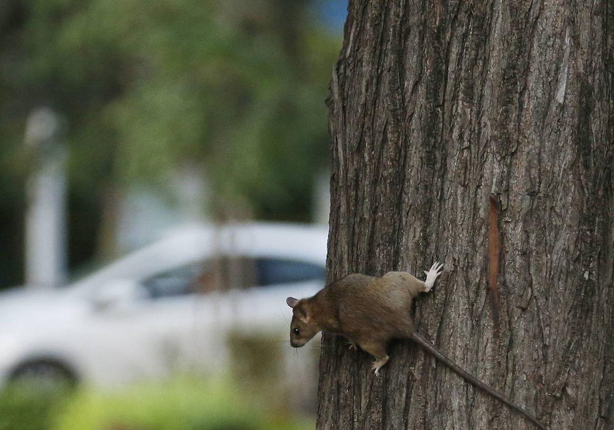 Una rata se pasea por un árbol de los jardines de Blasco Ibáñez.