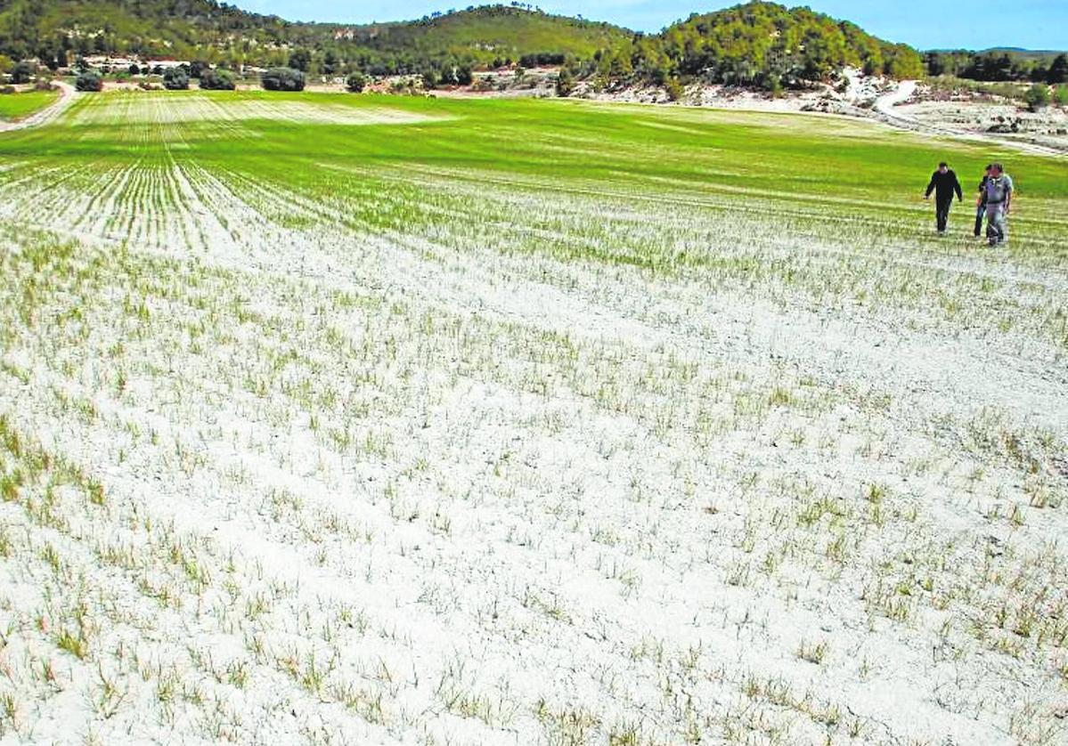 Pérdidas. Tres agricultores comprueban el mal estado de esta finca de cereal, todavía verde, pero con las plantas muy poco desarrolladas por falta de agua. Aunque lloviera pronto, ya no se salvarían. La cosecha será escasa.