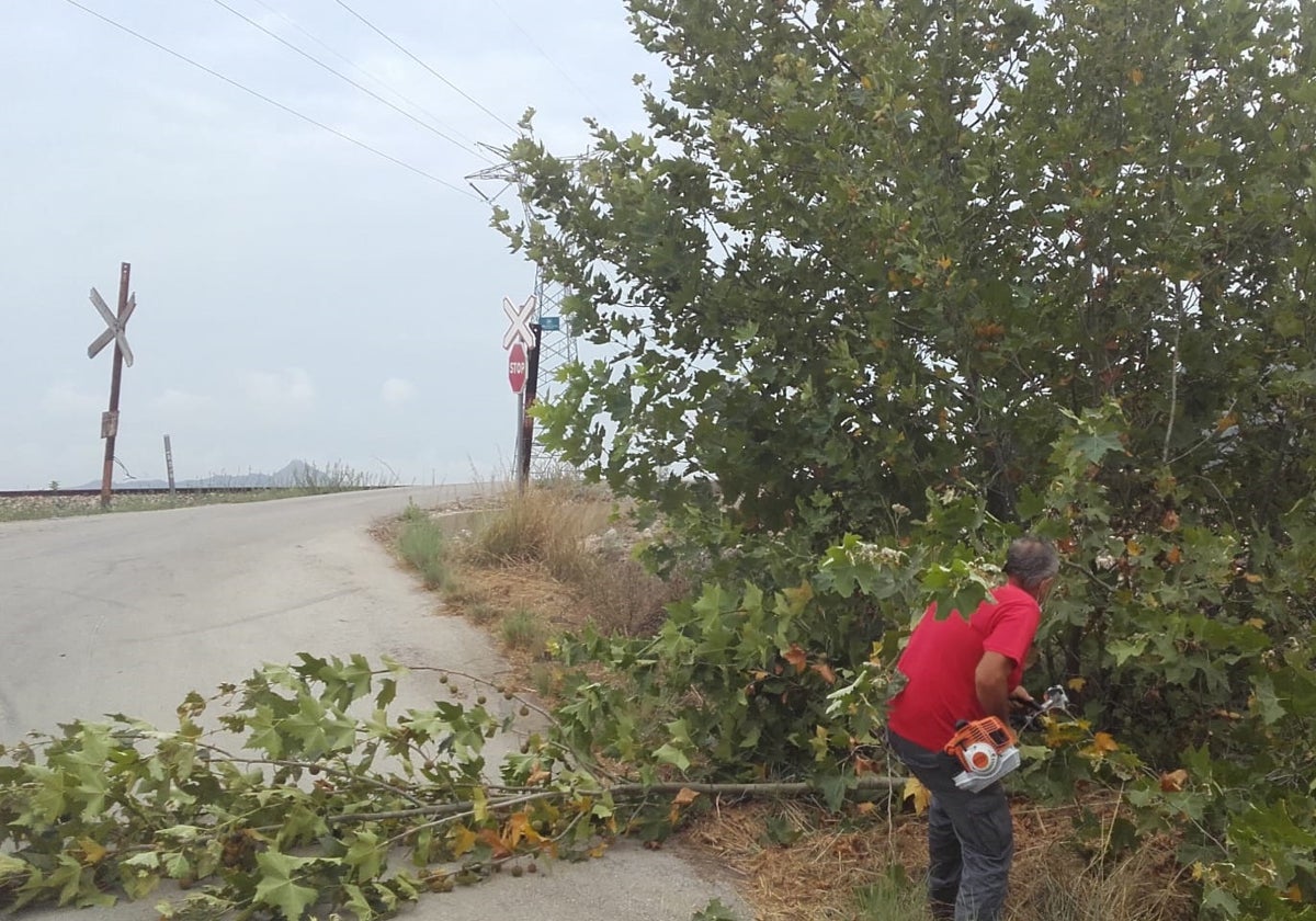 Un trabajador desbrozando un árbol junto a un camino.