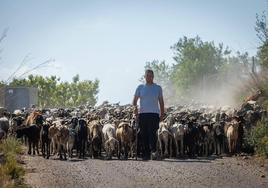 Nacho, el joven pastor de Alfarp, con los animales.