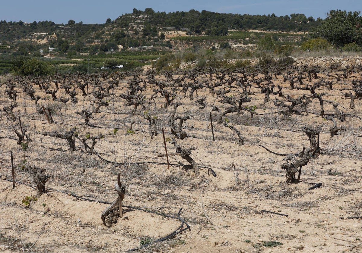 Indicios de sequia y falta de agua en los cultivos de secano proximos a Chiva.