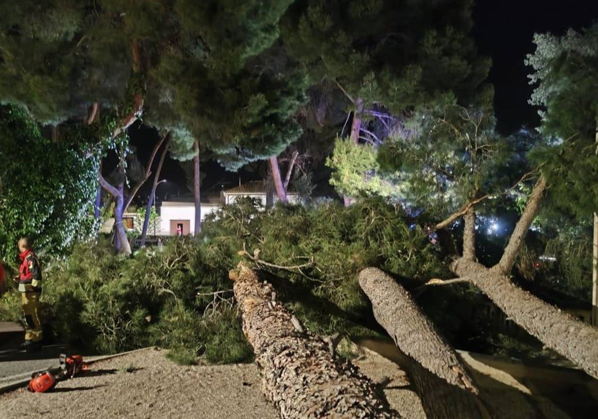 Un parque de la localidad de Villena vio caer varios árboles por el reventón cálido que se produjo de madrugada.