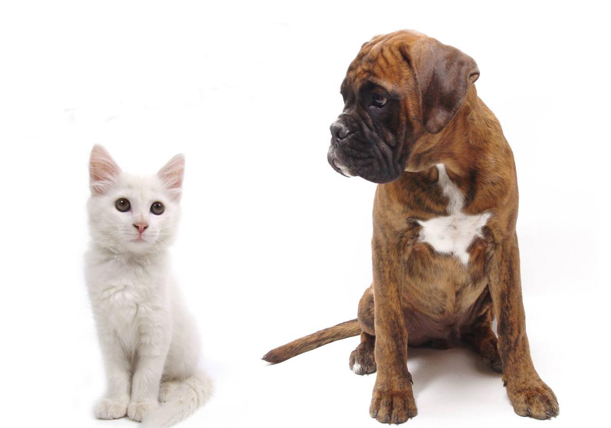 Un gato y un perro en una imagen de archivo.