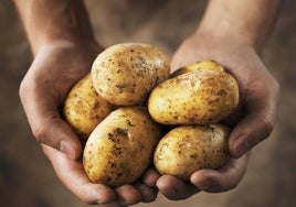 El aviso de un experto sobre la aparición de brotes en las patatas