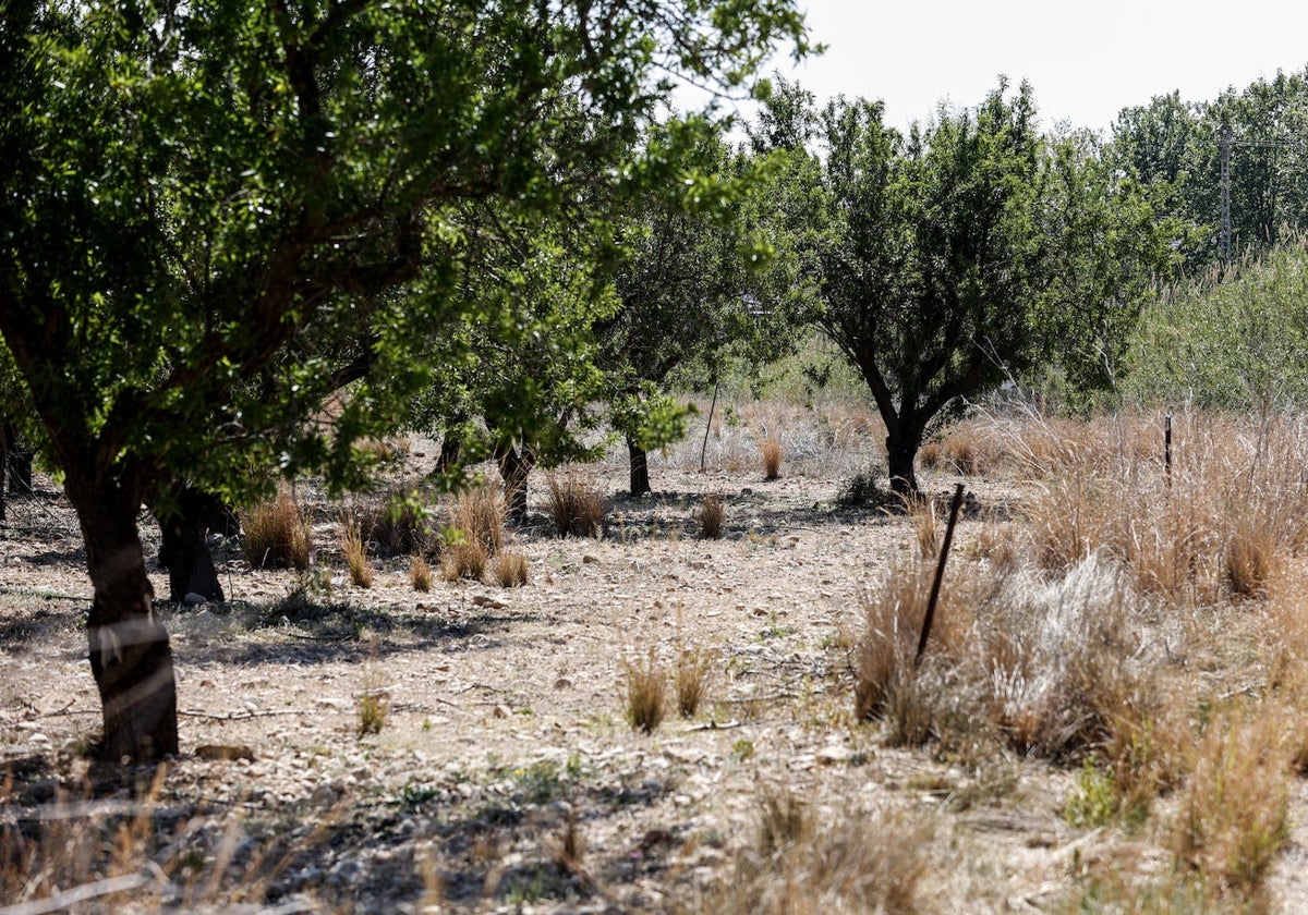 Cultivos con el suelo seco por la falta de lluvias