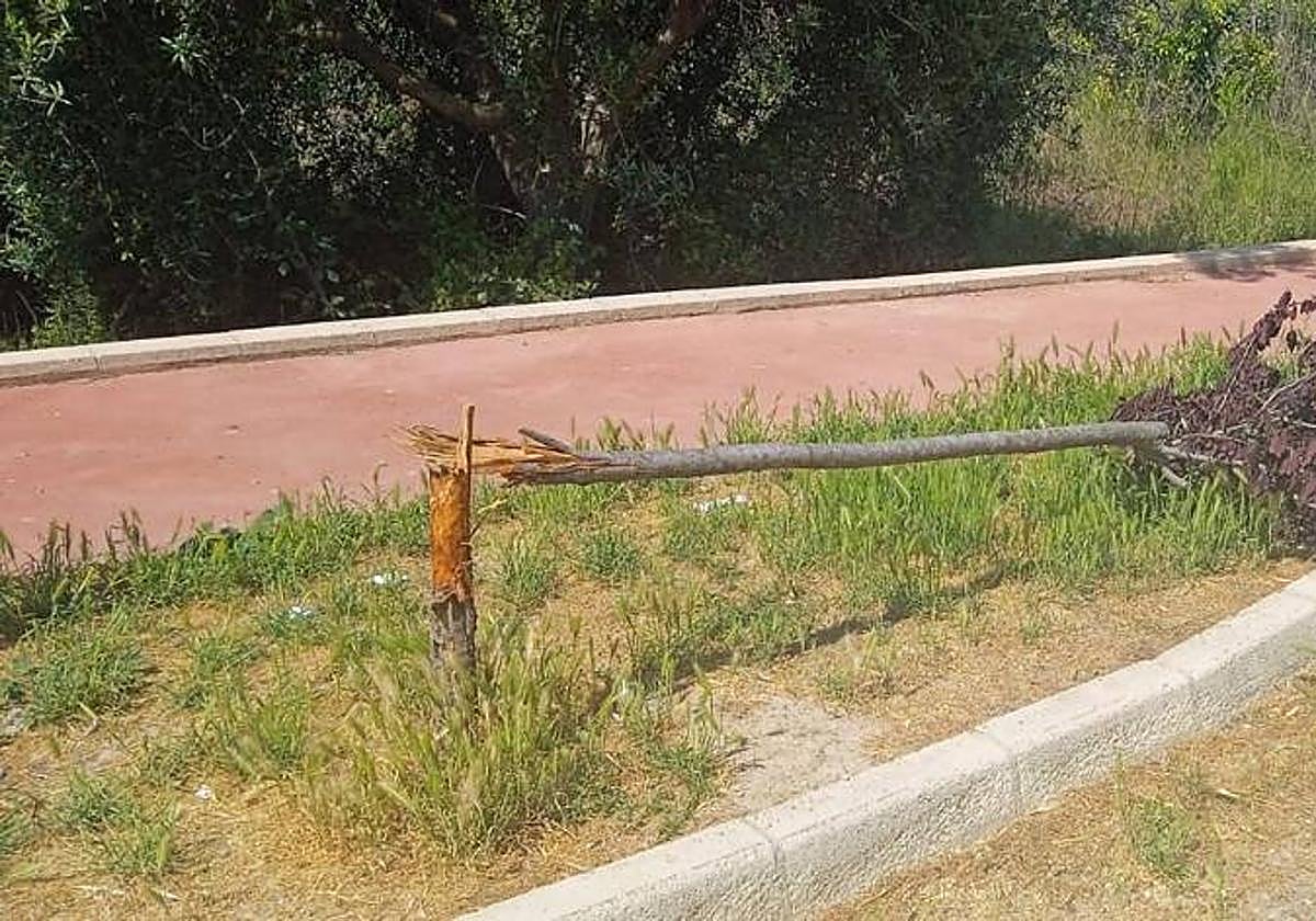 Un árbol roto en Riola.