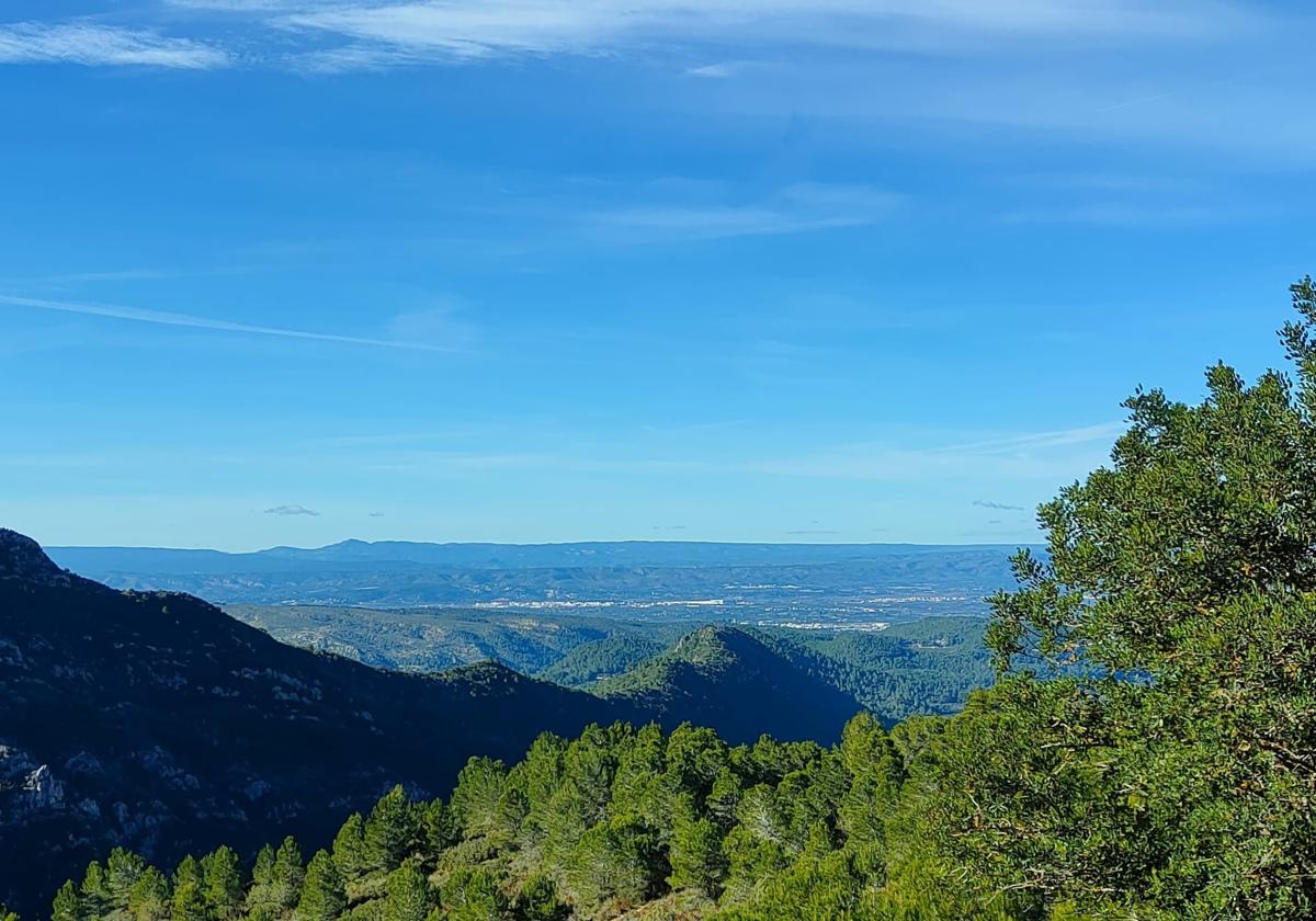 Masa forestal en la Ribera Alta.