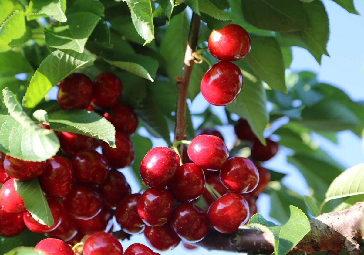 Cerezas de la montaña de Alicante.