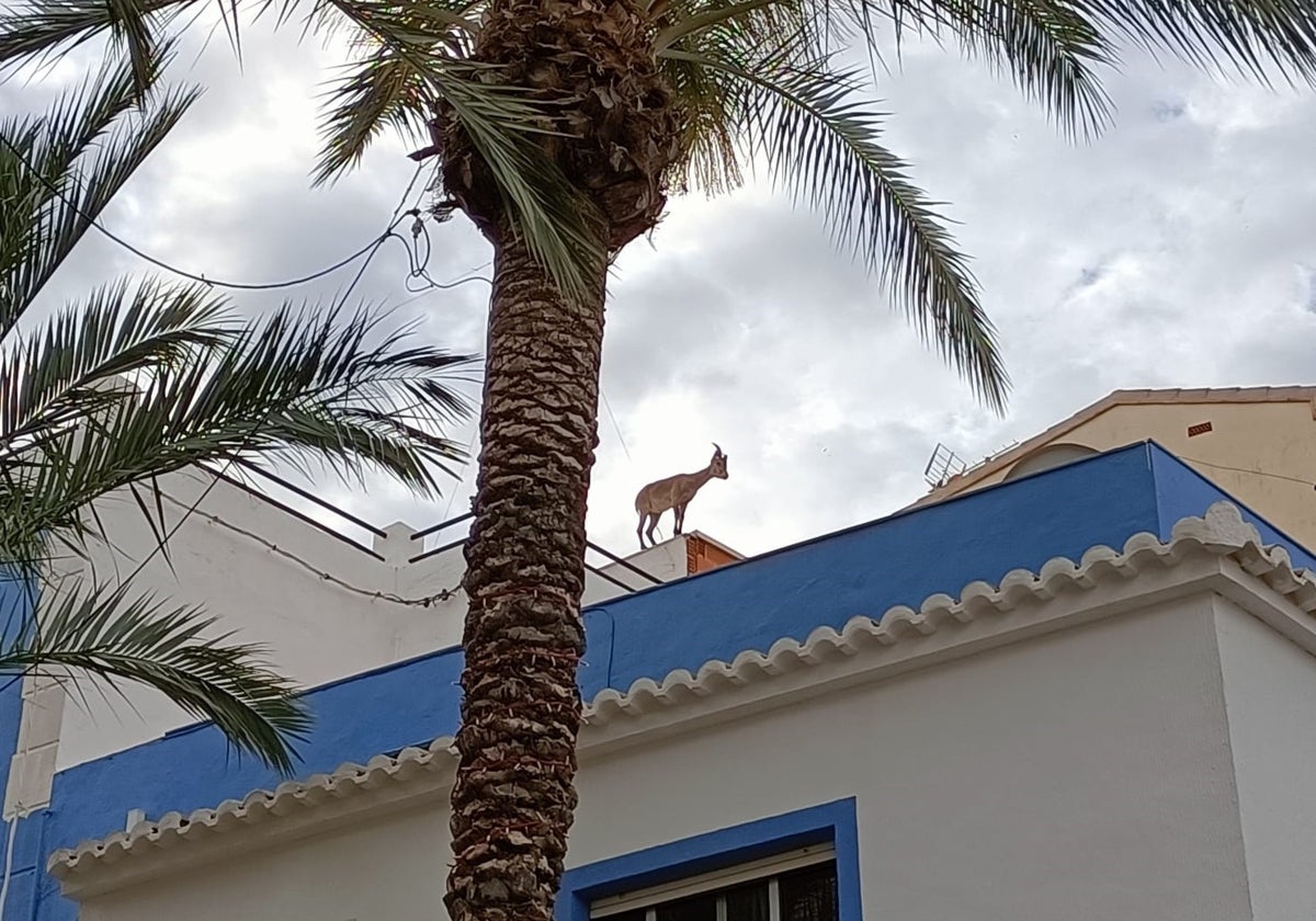 La cabra sobre uno de los tejados del casco antiguo de Calpe.