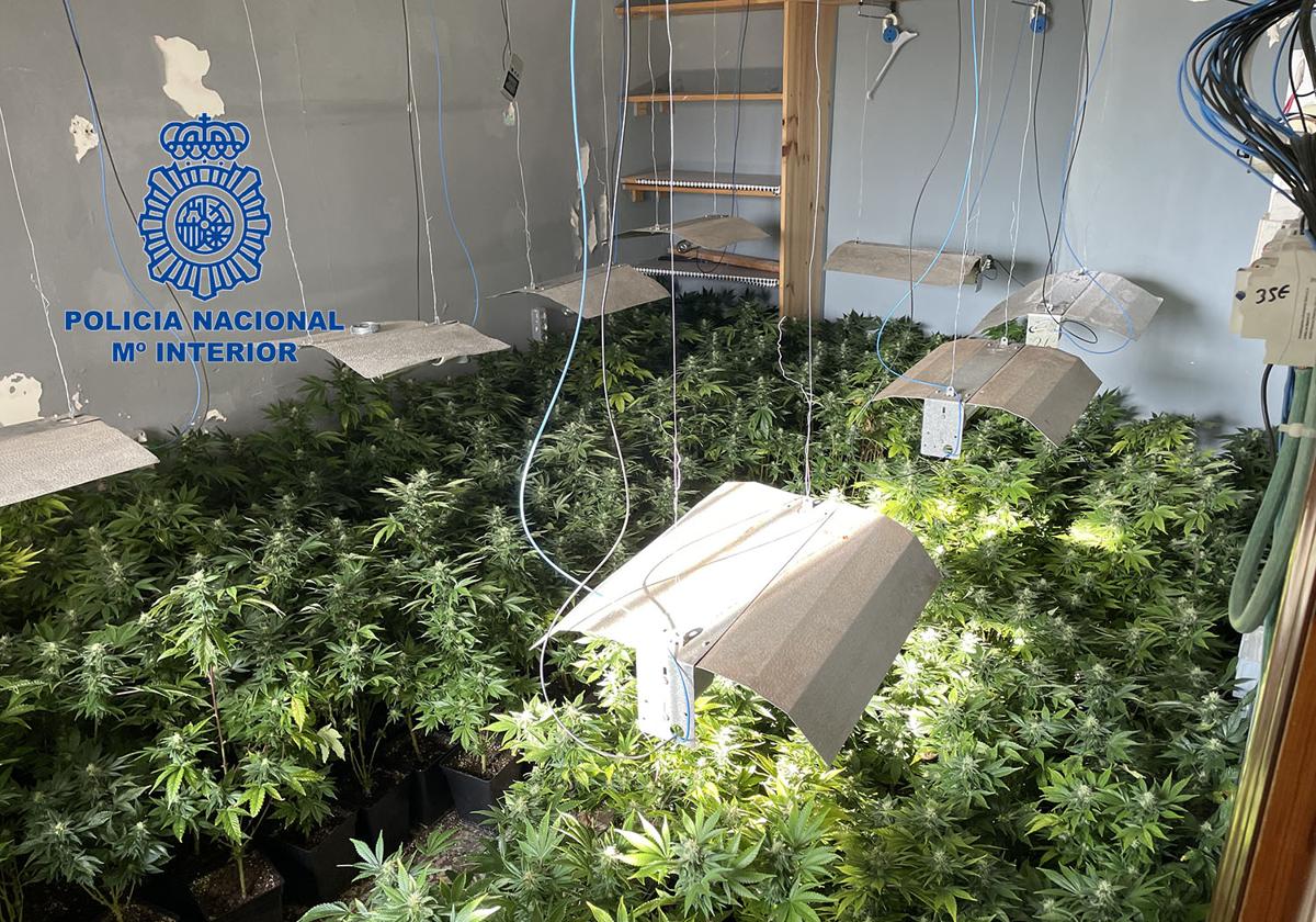 Plantación de marihuana en Alzira.