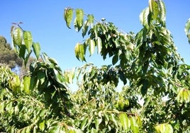 Cerezos sin fruta en los valles del interior de la Marina Alta.