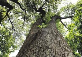 Árbol de la lana en el Jardín Botánico de Valencia