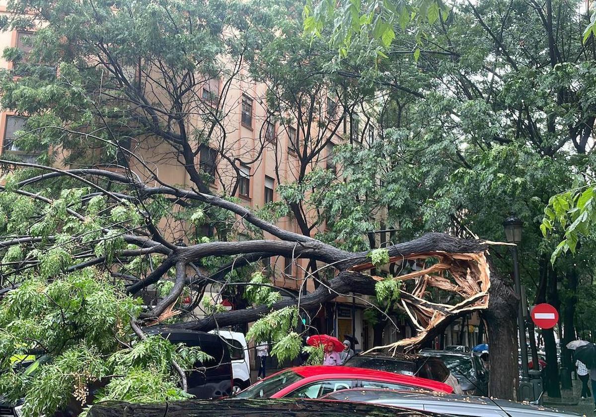 La lluvia ha derribado un árbol en la calle Erudito Orellana de Valencia.