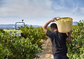 Un productor recolecta la uva de su viña.