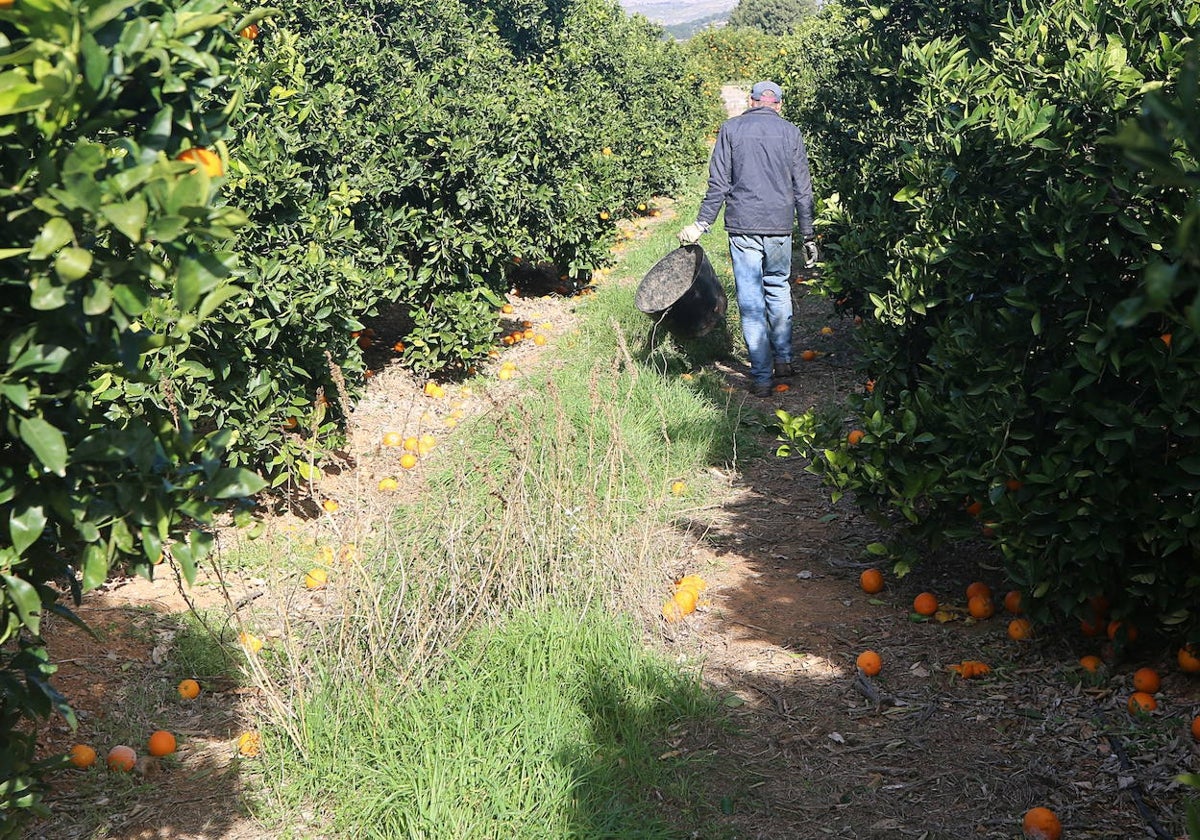 Campo de naranjas en Lliria.