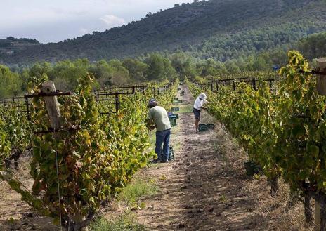 Imagen secundaria 1 - A la izquierda, vendimiadores en las viñas de Pablo Calatayud, que arriba posa junto a Miguel Velázquez y Rafa Cambra.