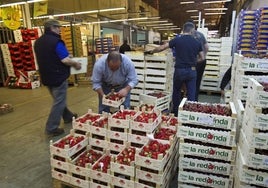 Preparación de cajas con fresas en MercaSantander.