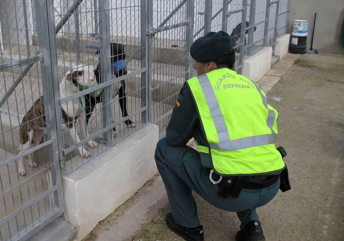 Un guardia civil observa dos perros implicados en un ataque, en una foto de archivo.