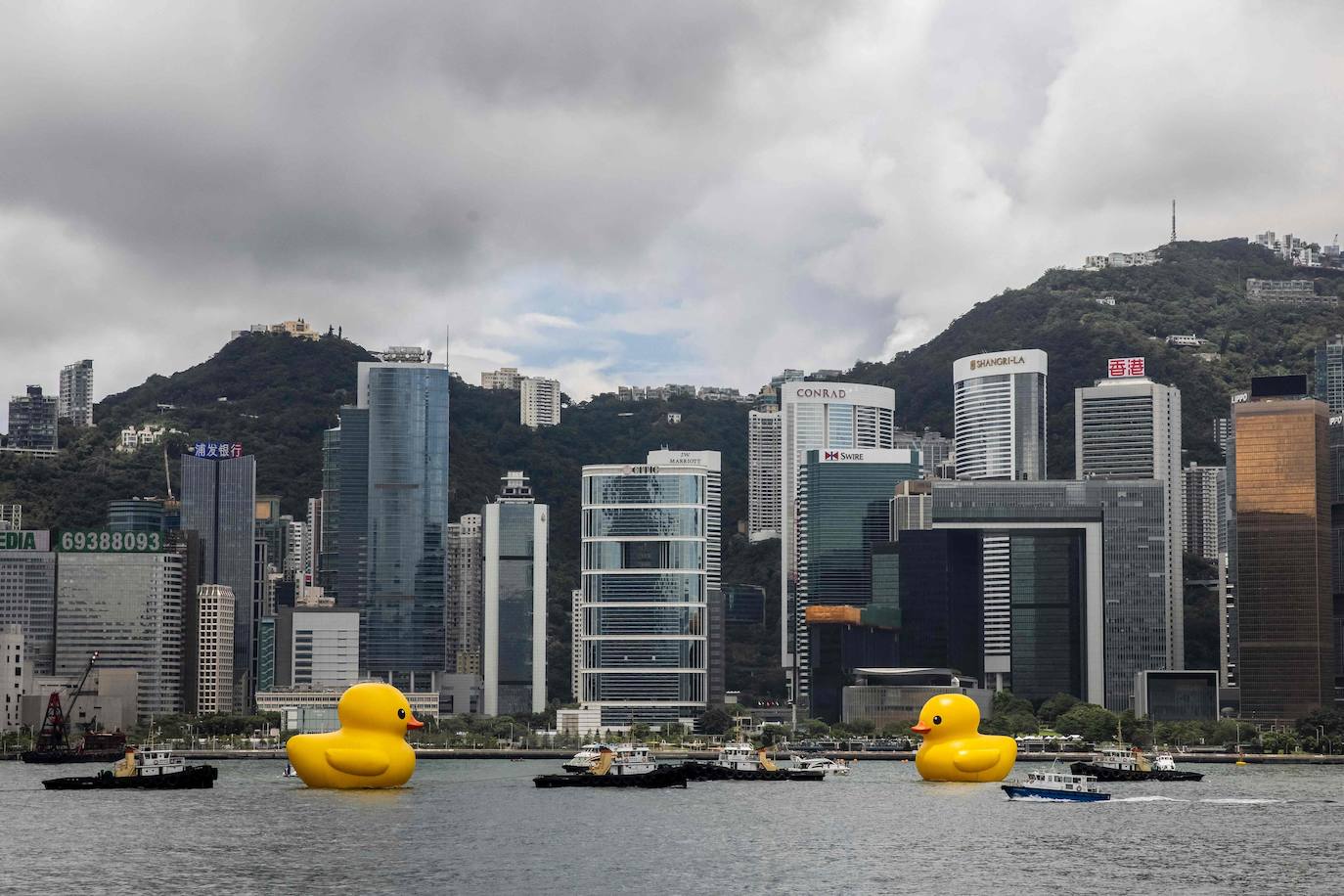 Los gigantes patos hinchables de Hofman llegan a Hong Kong