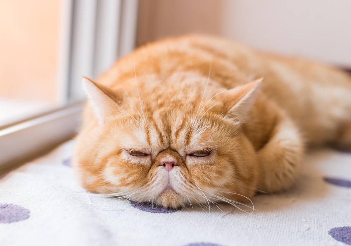 Un gato descansa tranquilamente junto a una ventana.