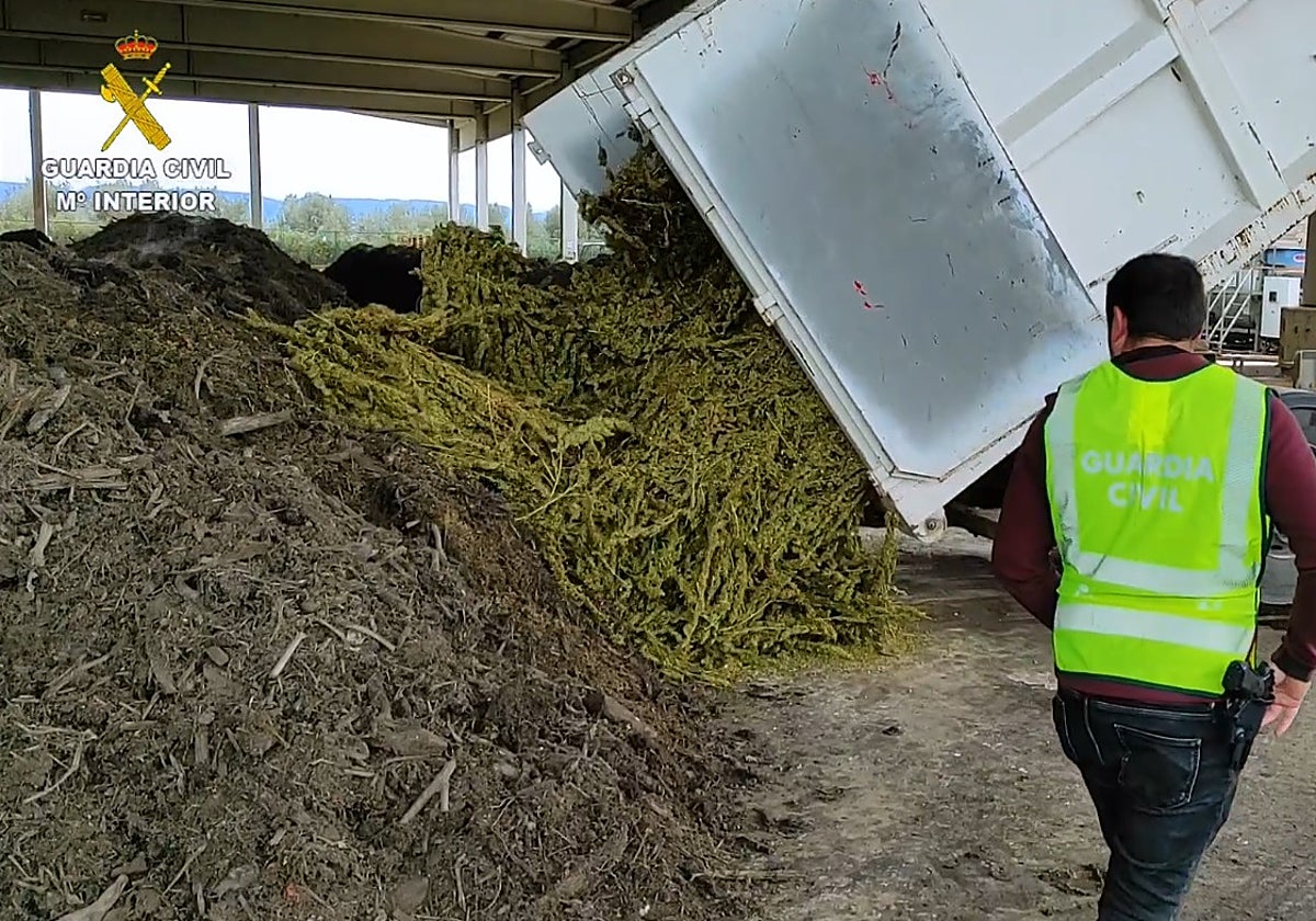 Marihuana incautada al grupo criminal.