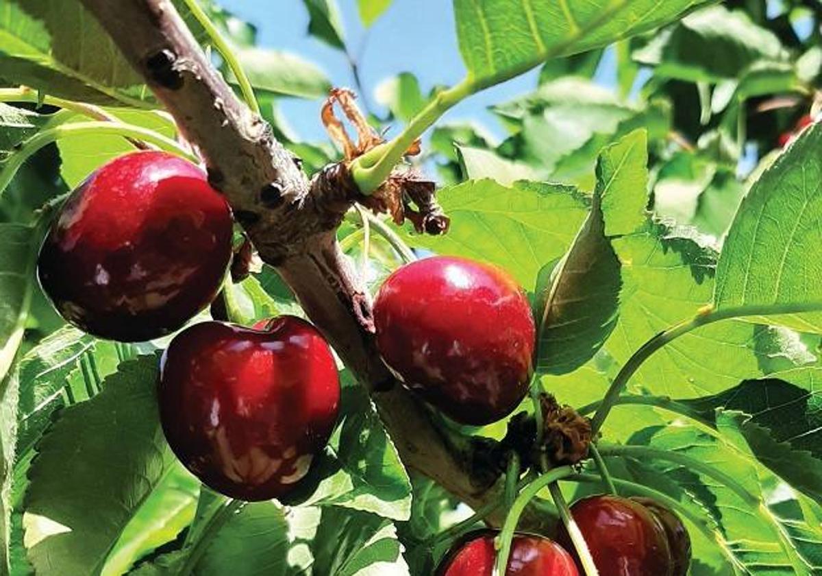 CRIGP Cerezas de la Montaña de Alicante: calor en la floración y lluvias en la recolección