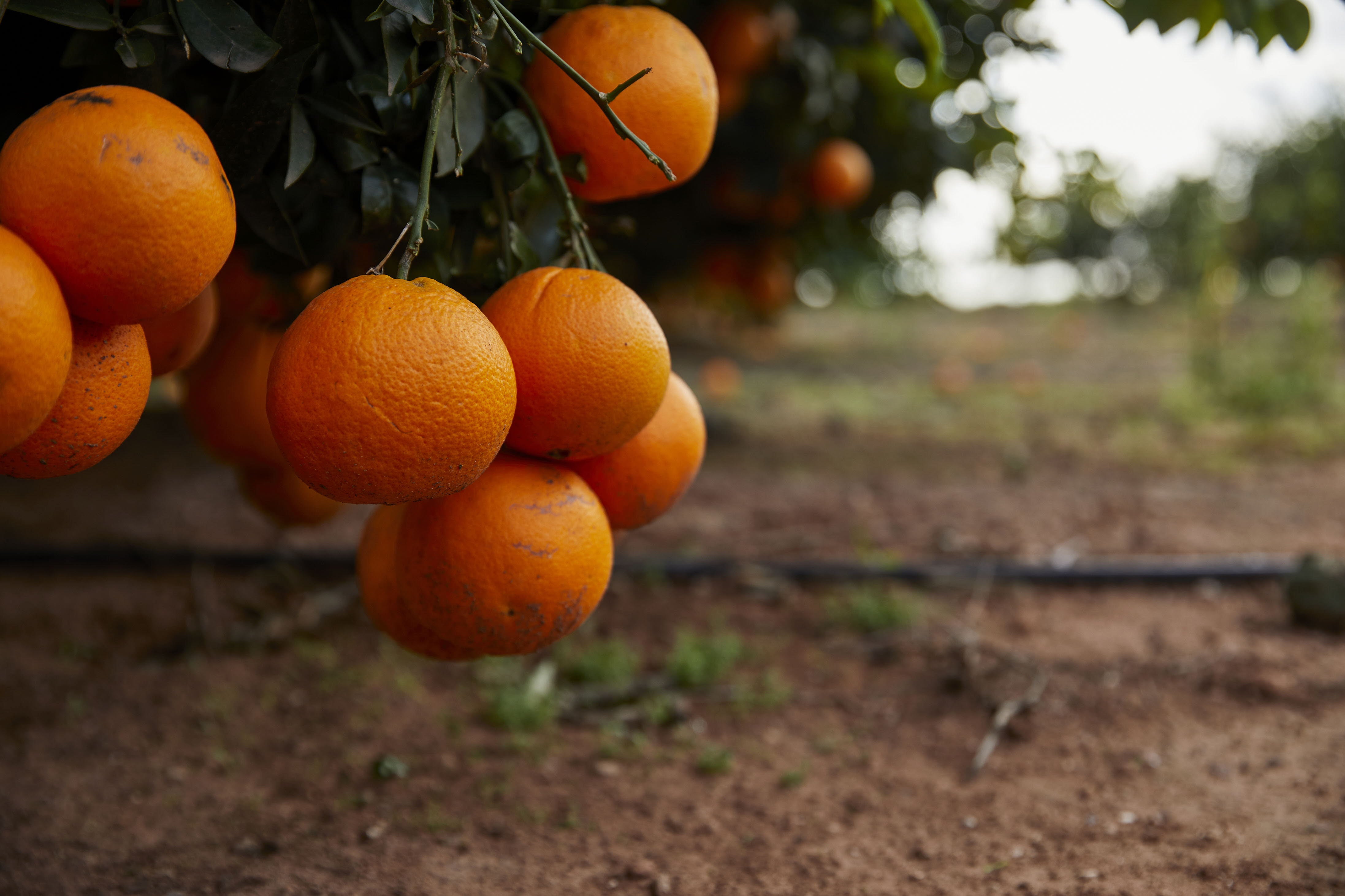 Supernaranjas para mejorar la rentabilidad del campo