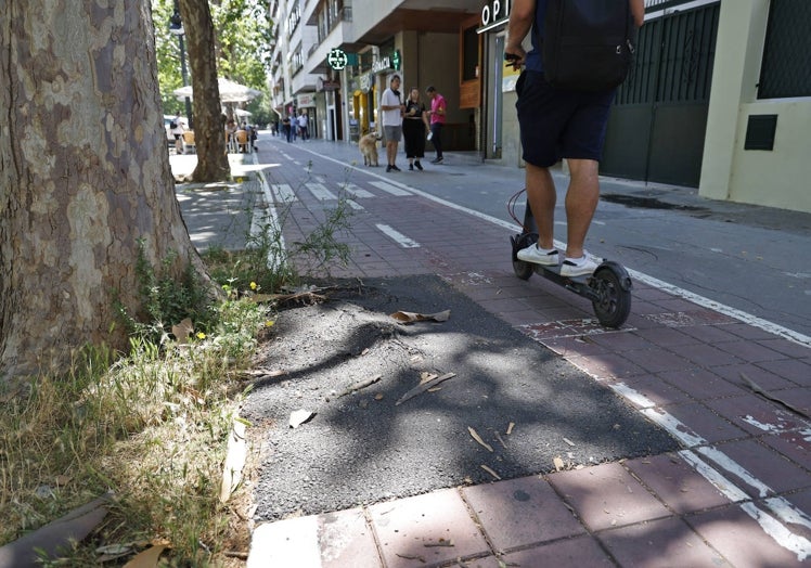 La falta de espacio conlleva problemas como este, con las raíces de un árbol poniendo en peligro a los usuarios de un carril bici en Blasco Ibáñez.