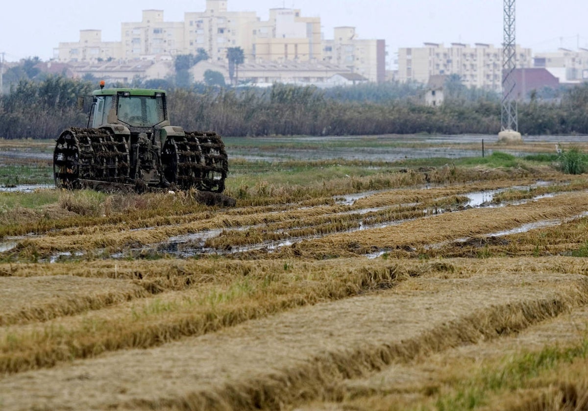 Un tractor fanguea en la Albufera.